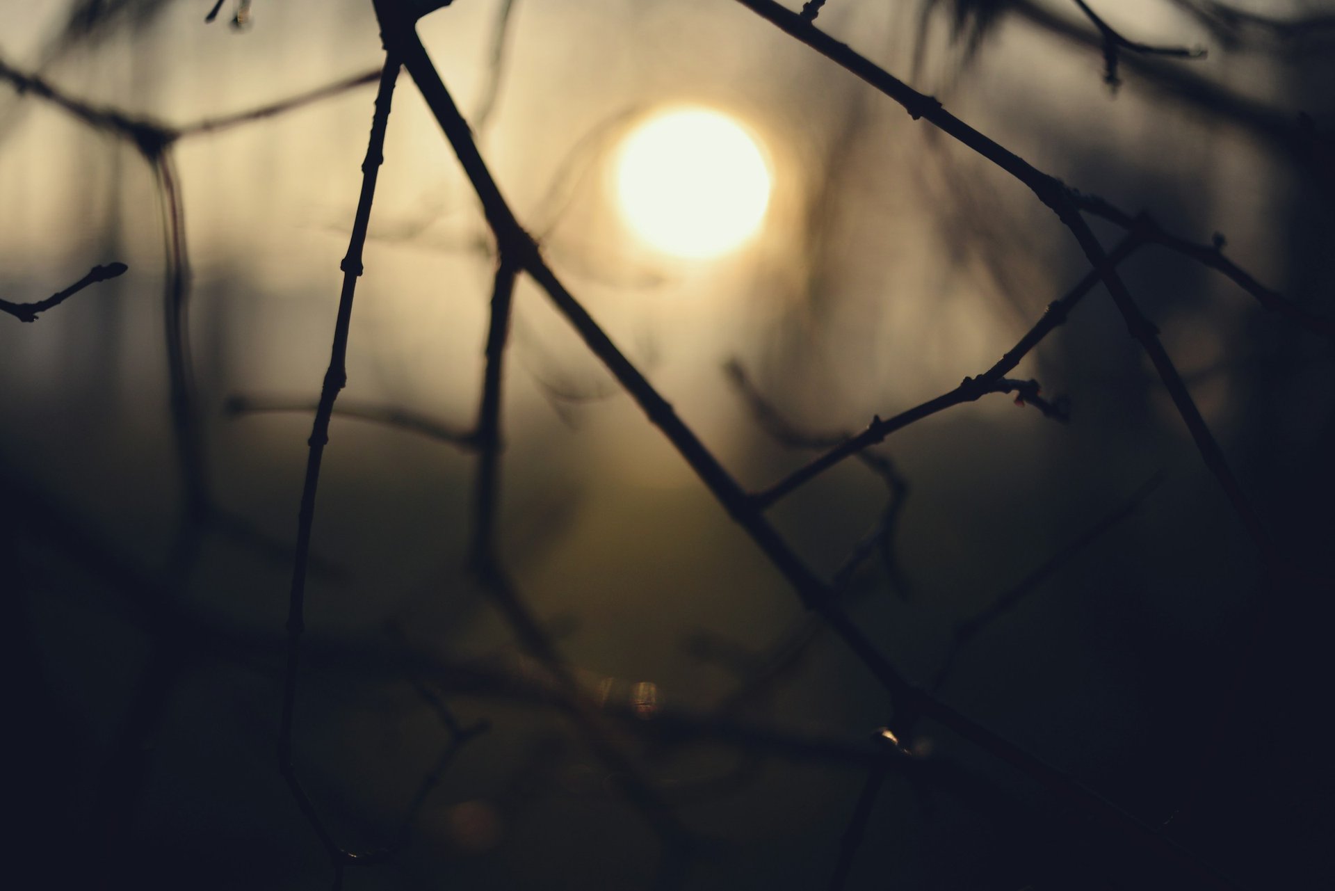 Sunlight through tree branches