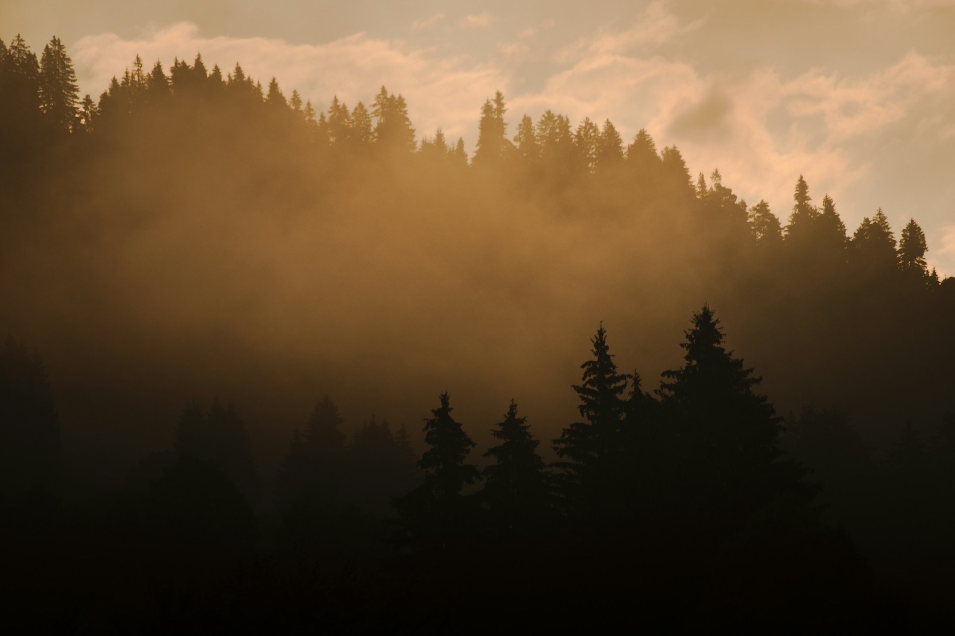 Tall trees in warm forest light